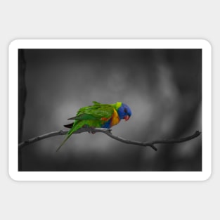 Rainbow Lorikeet_5159A Sticker